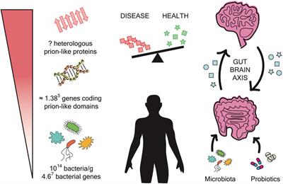 Microbiome Impact on Amyloidogenesis